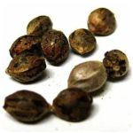 Семена марихуаны АК-47  (Seeds AK-47) в Хадыженске